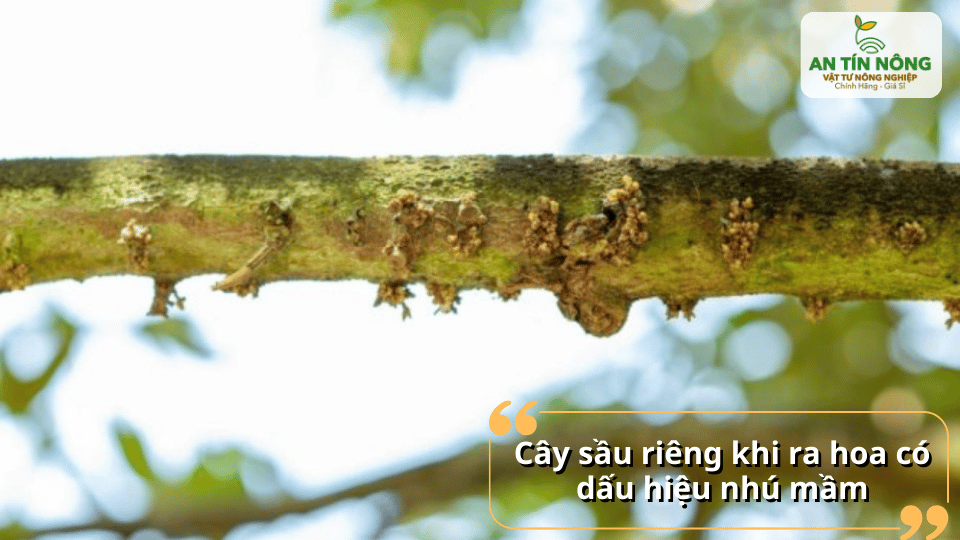 Khi cây bắt đầu nhú mầm hoa là thời điểm quan trọng để điều chỉnh nước, dinh dưỡng và theo dõi sinh trưởng.