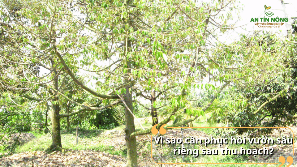 Phục hồi vườn sầu riêng sau thu hoạch giúp cân bằng dinh dưỡng và tái tạo tán lá.