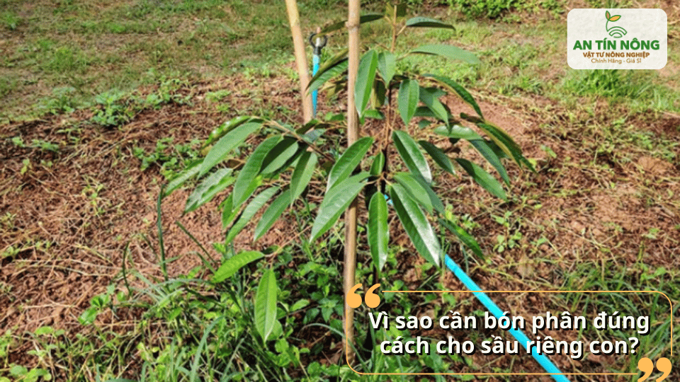 Cây sầu riêng con mới trồng cần được bón phân hợp lý để kích thích ra rễ và phát triển tán.