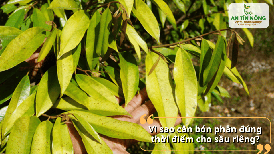 Thiếu dinh dưỡng khiến lá vàng, sinh trưởng kém – cần bổ sung phân bón hợp lý.