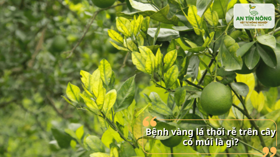 Bệnh vàng lá thối rễ là một trong những bệnh phổ biến gây suy yếu cây có múi.