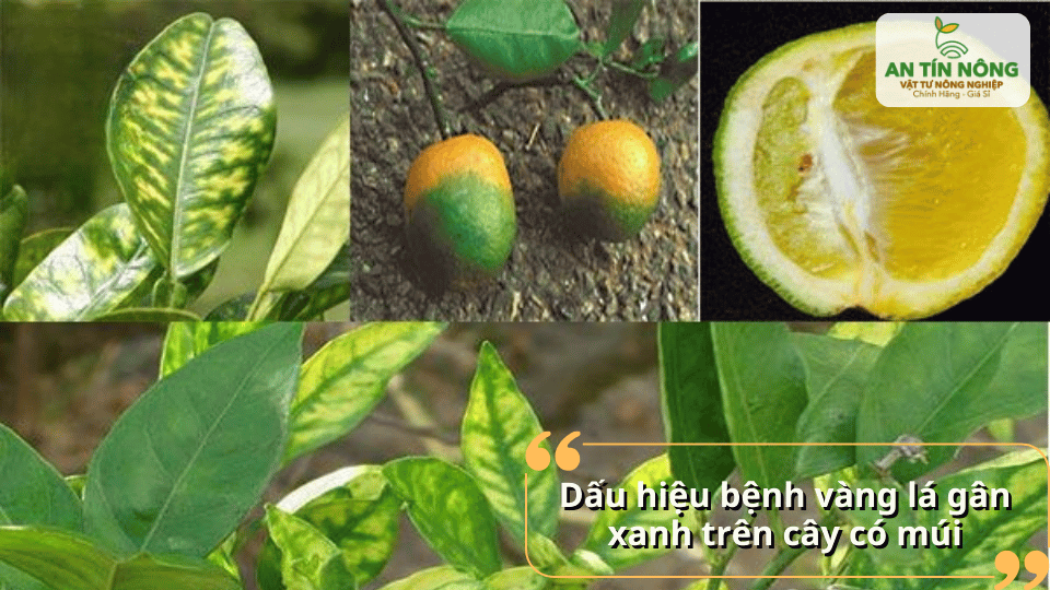 Nhận biết sớm các dấu hiệu vàng lá gân xanh giúp người trồng có biện pháp xử lý kịp thời.