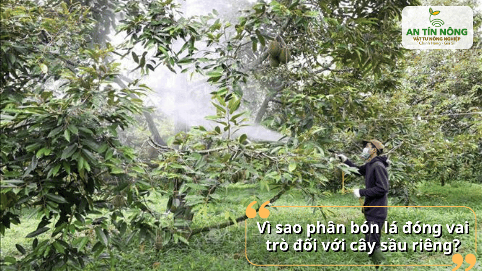 Bón lá đóng vai trò quan trọng trong giai đoạn sinh trưởng và phát triển trái.