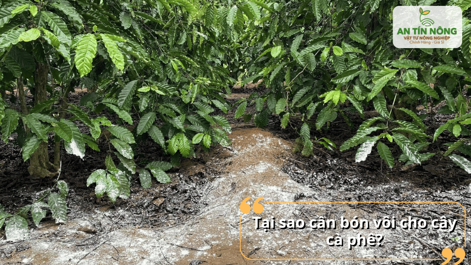 Cải tạo đất bằng vôi giúp bộ rễ cà phê phát triển khỏe mạnh.