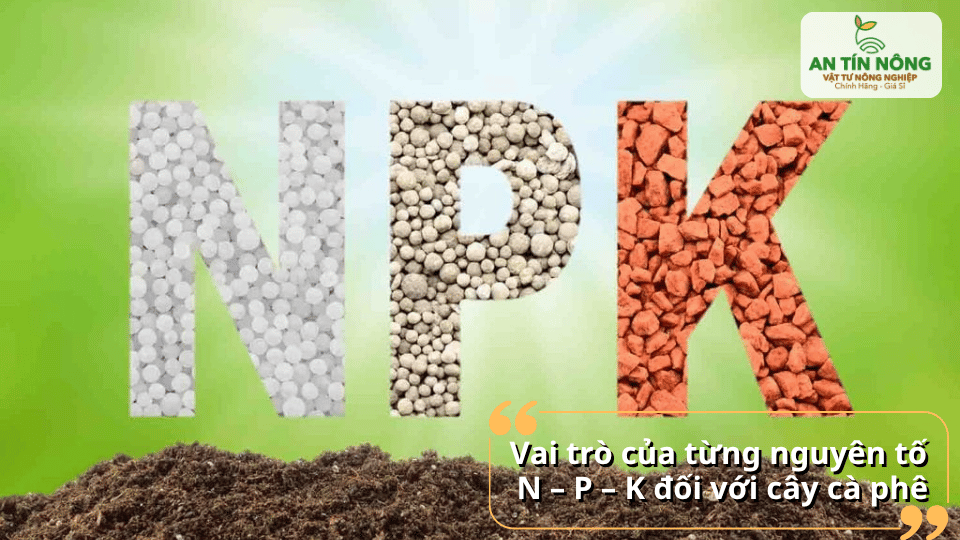 Vai trò của đạm, lân, kali trong phân NPK đối với sự phát triển của cà phê.
