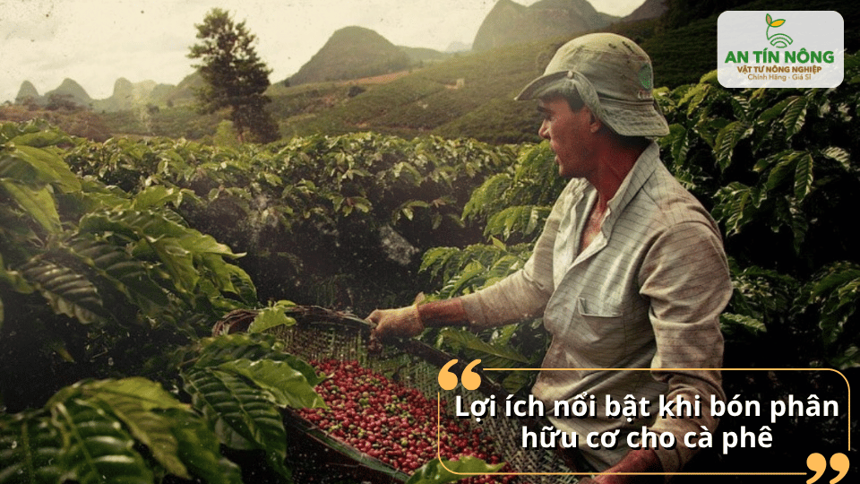 Lợi ích nổi bật của phân hữu cơ giúp cây cà phê phát triển ổn định, ít sâu bệnh.