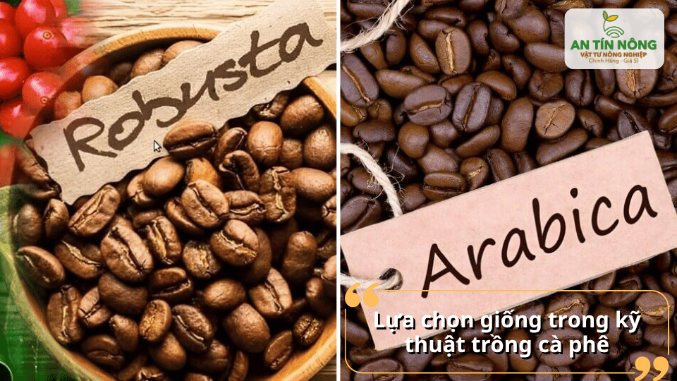 Chọn giống cà phê phù hợp là nền tảng cho mùa vụ thành công.