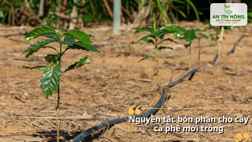 Bón đúng loại – đúng liều – đúng thời điểm giúp cây hấp thu tối đa, hạn chế sốc phân và tránh thất thoát dinh dưỡng.