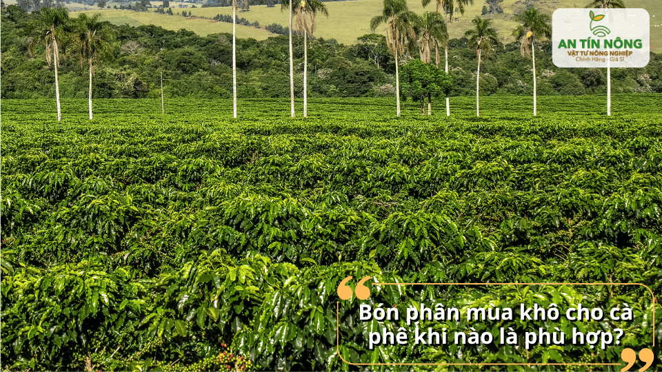 Bón phân đầu mùa khô hoặc sau thu hoạch giúp cây nhanh phục hồi và duy trì bộ lá xanh khỏe.