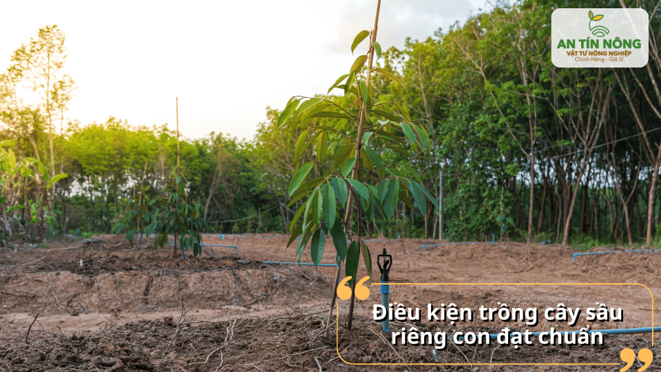 Đảm bảo điều kiện đất tơi xốp, thoát nước tốt và đủ ánh sáng khi trồng sầu riêng con.