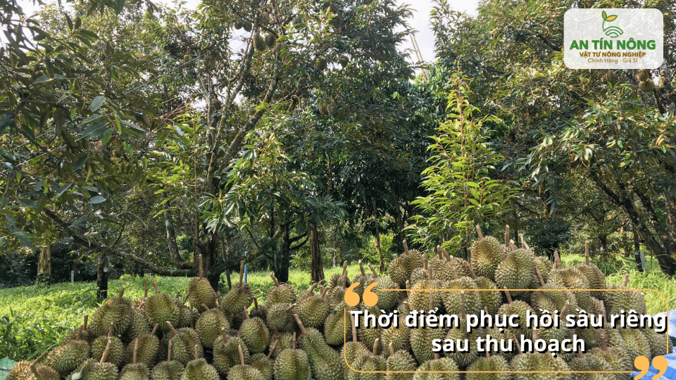 Thời điểm phục hồi sầu riêng sau thu hoạch quyết định năng suất mùa tiếp theo.