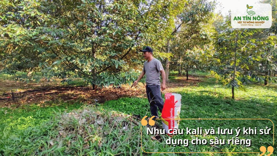 Kali đóng vai trò quan trọng trong quá trình nuôi trái và nâng cao chất lượng sầu riêng.