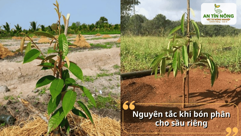 So sánh sinh trưởng sầu riêng con ở các điều kiện đất khác nhau