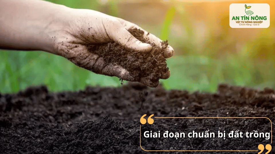 Chuẩn bị đất tốt là bước nền quan trọng để cây phát triển bền vững.