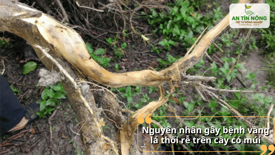 Nguyên nhân gây bệnh thường do nấm bệnh trong đất
