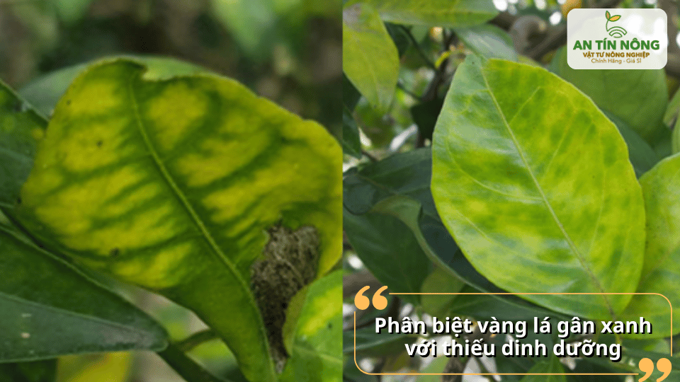 Phân biệt vàng lá gân xanh với tình trạng thiếu dinh dưỡng để tránh xử lý sai cách.