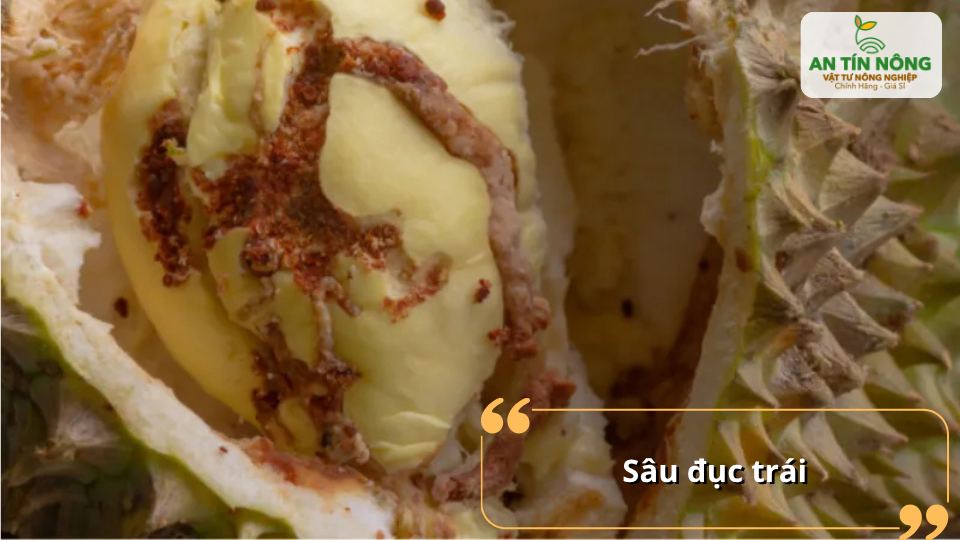 Sâu đục trái làm hư múi, gây thối trái và rụng sớm, khiến nhà vườn thất thu nghiêm trọng