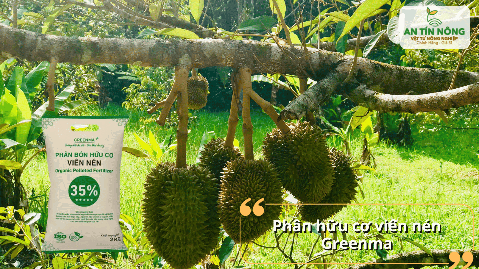 Dạng viên dễ bón, tan chậm giúp cung cấp dinh dưỡng đều và hạn chế thất thoát phân.