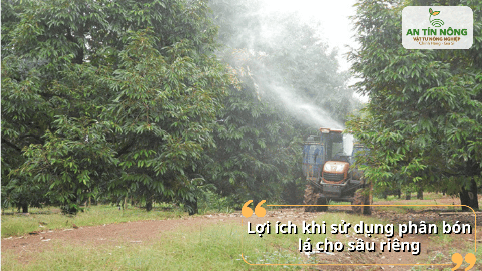Sử dụng phân bón lá đúng cách giúp tăng năng suất và chất lượng trái sầu riêng.