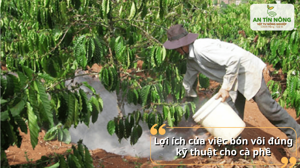 Bón vôi đúng cách giúp hạn chế nấm bệnh và tăng sức đề kháng cho cây cà phê.