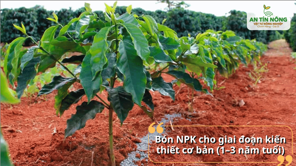 Bón NPK cho cà phê giai đoạn kiến thiết cơ bản giúp cây phát triển tán và bộ rễ.