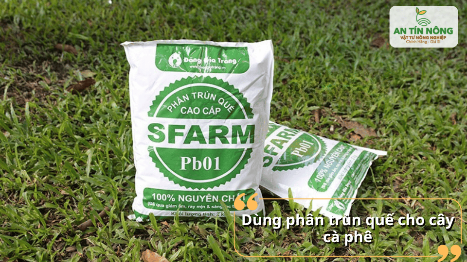 Phân trùn quế – lựa chọn hữu cơ giàu dinh dưỡng giúp cà phê phát triển toàn diện.