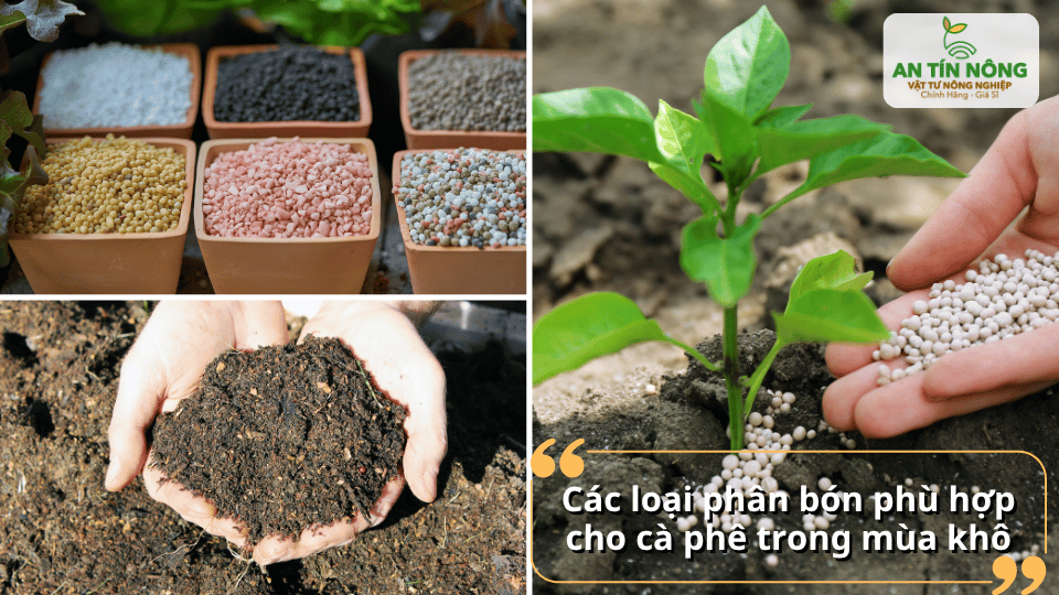 Ưu tiên kết hợp phân hữu cơ, NPK và trung vi lượng để cây phát triển bền vững trong điều kiện thiếu nước.