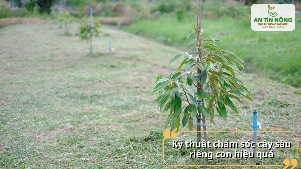 Chăm sóc đúng kỹ thuật giúp cây bén rễ nhanh và hạn chế sốc sau khi trồng.