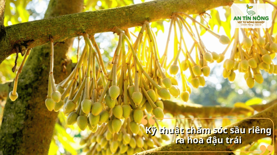 Áp dụng chế độ tưới nước, bón phân và tạo tán hợp lý giúp tăng tỷ lệ đậu trái tự nhiên.