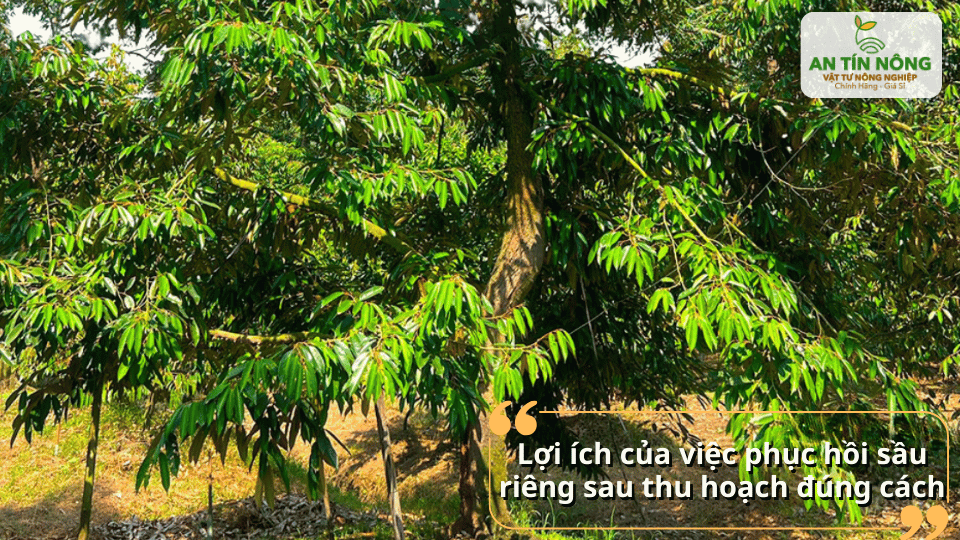 Lợi ích của việc phục hồi sầu riêng đúng kỹ thuật giúp cây khỏe và phát triển ổn định.