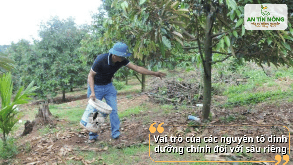 Các nguyên tố dinh dưỡng đa lượng như NPK giúp cây sinh trưởng khỏe và phát triển tán ổn định.