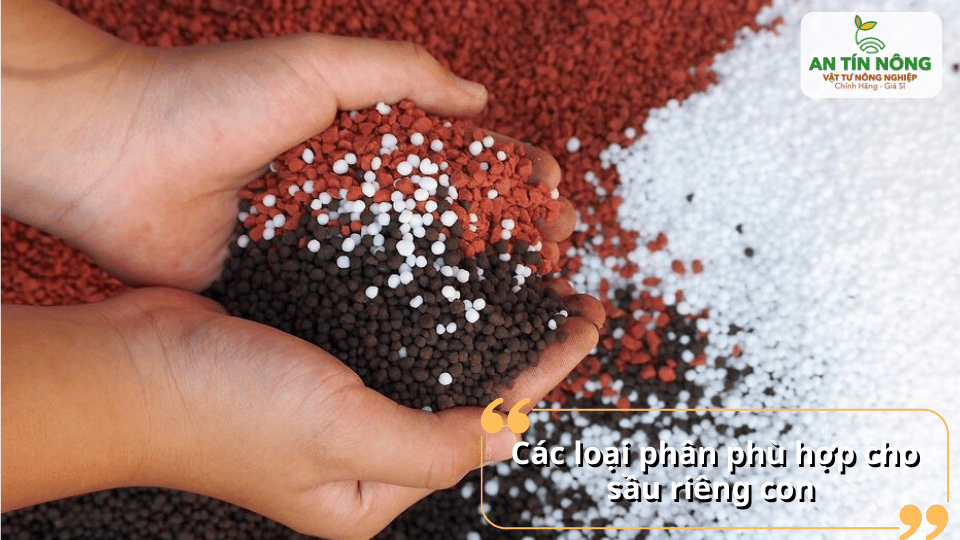 Các loại phân NPK dạng hạt phù hợp sử dụng cho giai đoạn chăm sóc sầu riêng con.