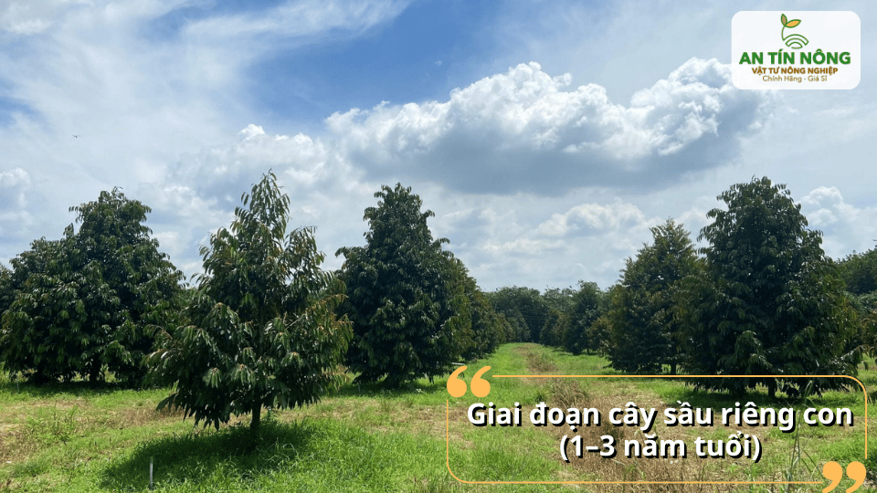 Giai đoạn cây con (1–3 năm): tập trung nuôi tán, phát triển bộ rễ khỏe.