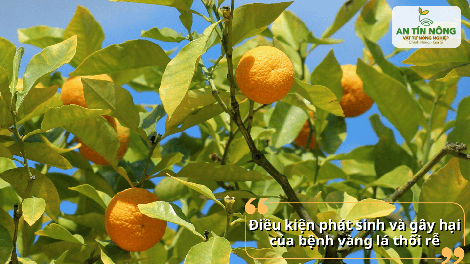 Điều kiện đất ẩm, thoát nước kém là môi trường thuận lợi cho bệnh phát triển.