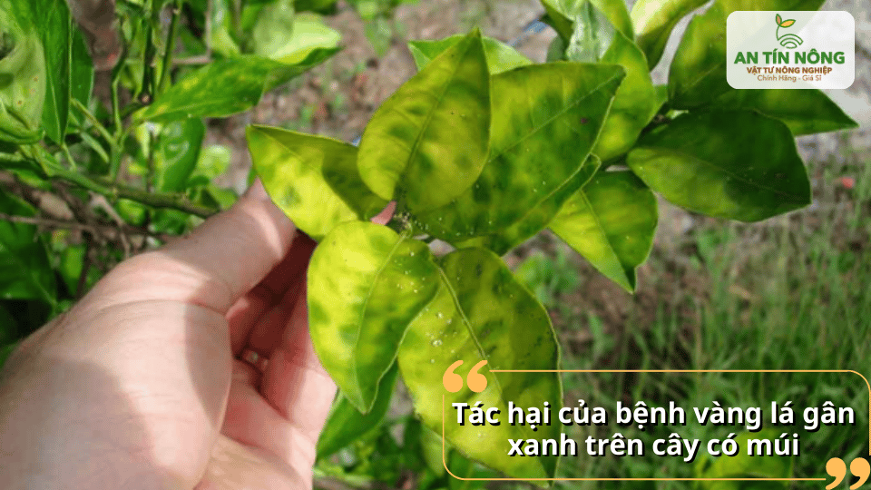 Bệnh vàng lá gân xanh khiến cây suy yếu, giảm năng suất và chất lượng trái.