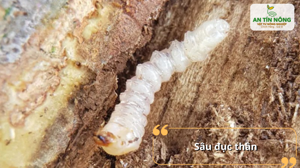 Ấu trùng đục thân phá hủy mạch dẫn dinh dưỡng, làm cây suy kiệt, khô cành và có thể chết cây