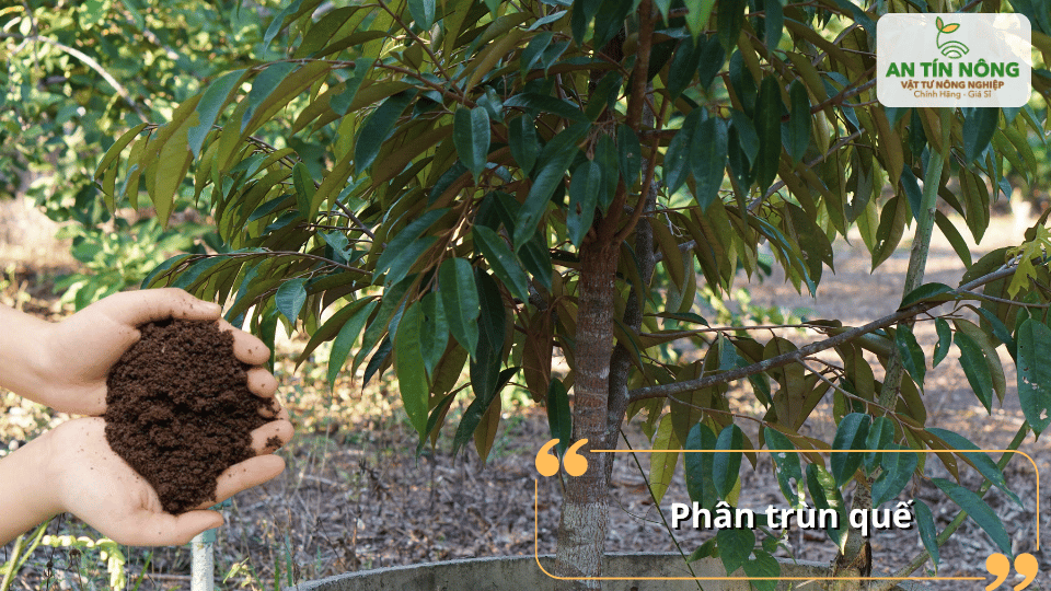 Giàu vi sinh và dưỡng chất giúp cây hấp thu tốt, tăng sức đề kháng tự nhiên.