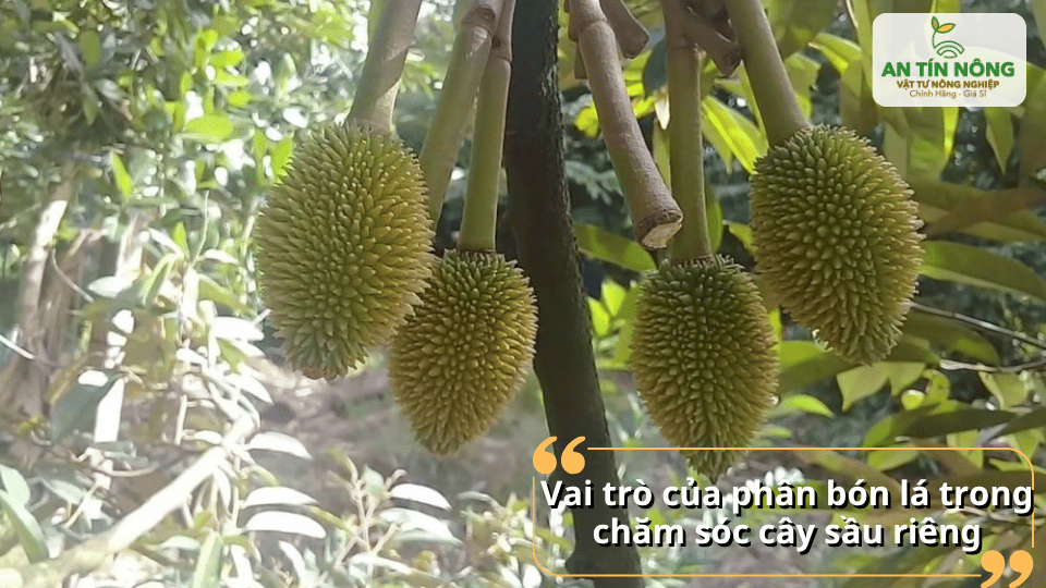 Phân bón lá hỗ trợ cây sầu riêng phát triển khỏe và nuôi trái tốt hơn.