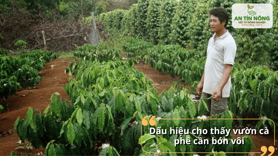 Nhận biết dấu hiệu vườn cà phê cần bón vôi để kịp thời xử lý đất chua.