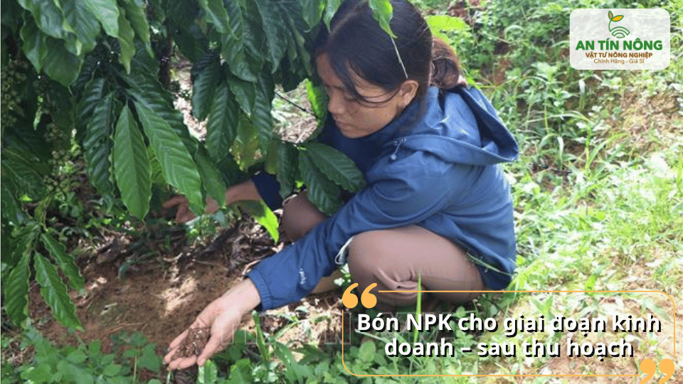 Bón phân NPK sau thu hoạch giúp cây phục hồi và chuẩn bị vụ mới.