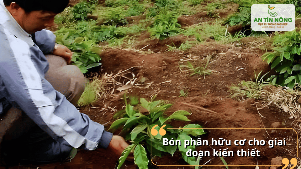 Bón phân hữu cơ giai đoạn kiến thiết giúp cây cà phê phát triển bộ rễ khỏe.