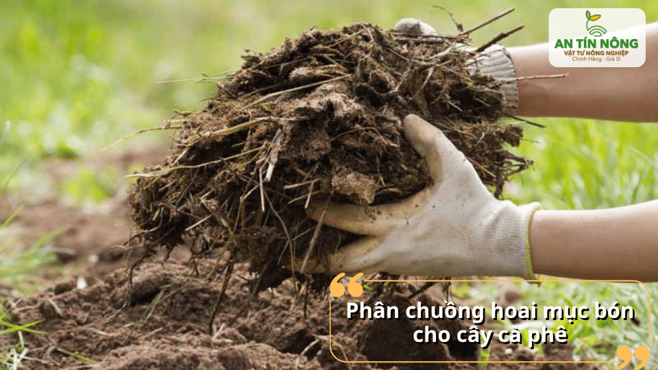 Phân chuồng hoai mục giúp cải thiện đất, tăng độ tơi xốp và giữ ẩm hiệu quả.