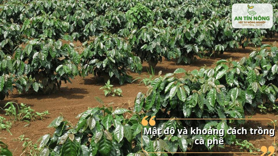 Trồng đúng khoảng cách giúp cây nhận đủ ánh sáng, dinh dưỡng và phát triển đồng đều.