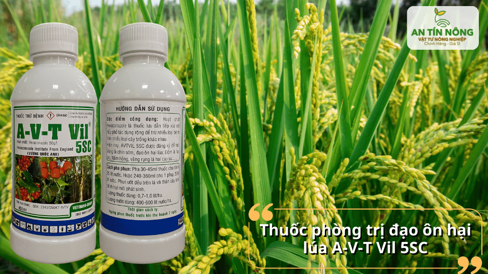 A-V-T Vil 5SC giúp kiểm soát bệnh đạo ôn, tăng sức khỏe cây lúa.