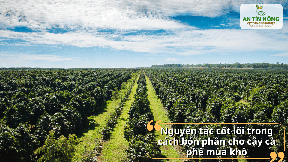 Bón đúng loại, đúng thời điểm, đúng liều lượng và kết hợp tưới nước để tăng hiệu quả hấp thu.