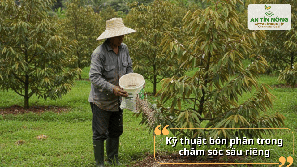 Bón phân đúng thời điểm và đúng liều lượng giúp sầu riêng sinh trưởng mạnh và tạo tiền đề ra hoa đậu trái.