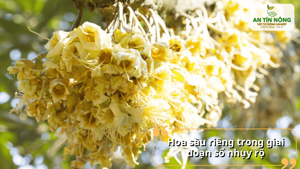 Đây là thời điểm quan trọng cho quá trình thụ phấn – cần đảm bảo điều kiện thời tiết và dinh dưỡng phù hợp.