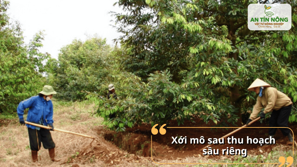 Xới mô, cải tạo đất sau thu hoạch giúp bộ rễ sầu riêng thông thoáng và hấp thu tốt hơn.