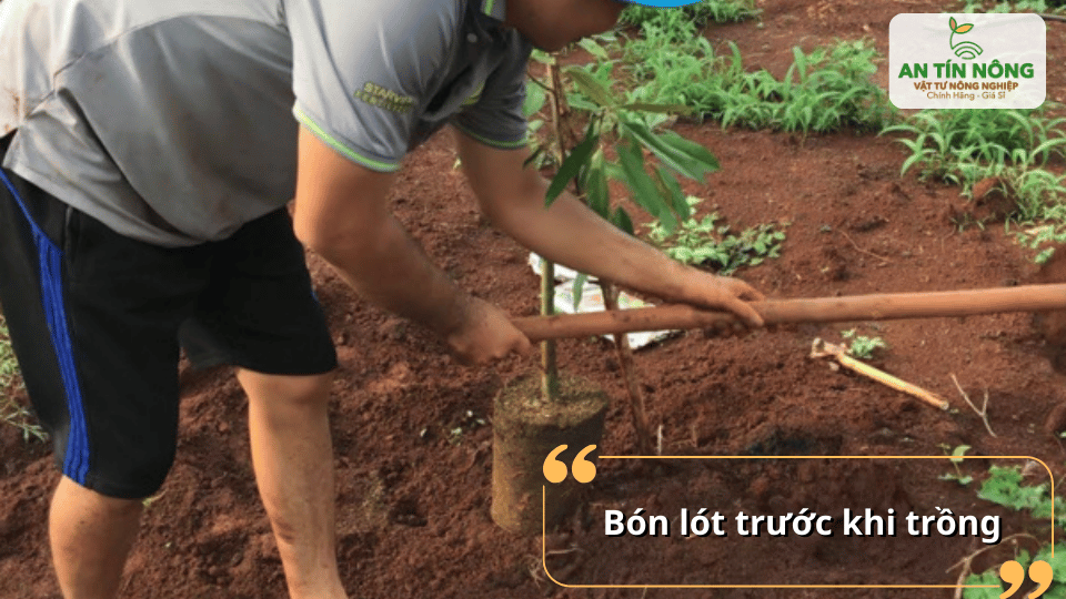 Bón lót phân hữu cơ và cải tạo đất trước khi trồng sầu riêng giúp cây nhanh hồi phục và phát triển.