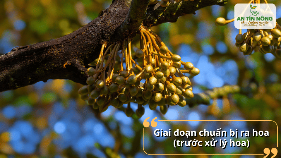 Trước khi xử lý ra hoa: bổ sung dinh dưỡng giúp kích thích phân hóa mầm hoa.